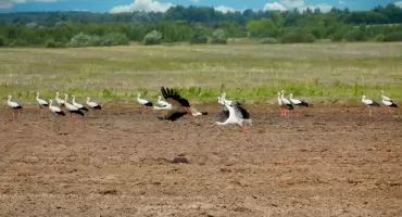 Skrzydlaci przyjaciele kurpiowskiego ludu