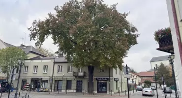 Piękny dąb na Świętojańskiej – czy ktoś chce go wyciąć?