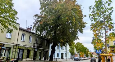 Czy okazały dąb ze Świętojańskiej zostanie wycięty? – mamy odpowiedź! 