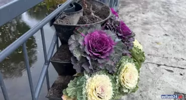 Skradziono 90 roślin! Miasto sprawdza monitoring