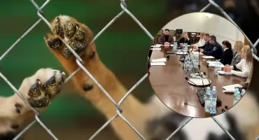 Jak wygląda sytuacja bezdomnych zwierząt w gminie Pułtusk? - pytania do Społecznej Komisji ds. Ochrony Zwierząt