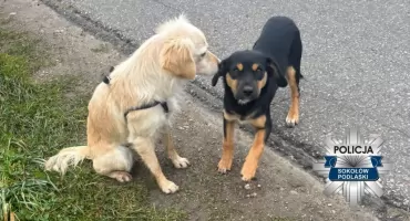 U sąsiadów: Dzięki reakcji dzielnicowego dwa szczeniaki uniknęły niebezpieczeństwa