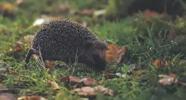 Co w lesie piszczy? A w trawie węszy? 