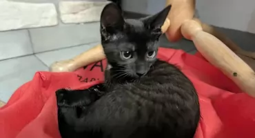 Dlaczego czarny kot jest czarny...