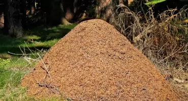 Co w lesie piszczy? – a jesienią i zimą w mrowisku nie śpi ?