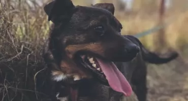O Psia Mać! Nie boimy się mówić co się dzieje i nie damy się zakrzyczeć!