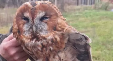 Pułtuscy leśnicy uratowali sowę! To była nietypowa akcja.