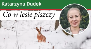 Co w lesie piszczy? –  Przyroda nigdy naprawdę nie zasypia