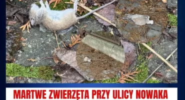 Pułtusk, ulica Nowaka: Znaleziono martwe zwierzęta