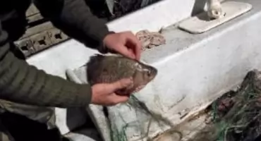 U sąsiadów: Łowił ryby za pomocą sieci. 47-latek z zarzutami  