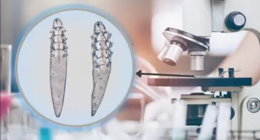 Nowy gatunek pasożyta przenoszony przez szopa pracza 