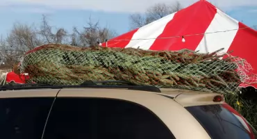 Choinka na dachu? Uważaj, by świąteczna radość nie skończyła się mandatem