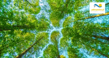 Zapobieganie zmianom klimatu i podniesienia świadomości mieszkańców i poprawy ich bezpieczeństwa – gmina Pokrzywnica dstawia na rozwój świadomości ekologicznej