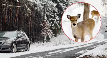 Zima na drogach: Leśni mieszkańcy szukają jedzenia, kierowcy muszą zdjąć nogę z gazu