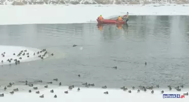 Jak strażacy z OSP Grabówiec łabędzia uratowali