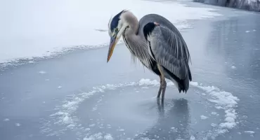 Nie tylko łabędź padł ofiarą mrozów. Interwencja strażaków