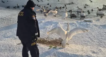 Szczęśliwy finał akcji ratunkowej - uratowany łabędź wrócił na Narew!