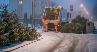 Od rana Eco Pułtusk zbiera świąteczne choinki - warto wystawić je wieczorem