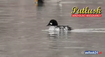 Ptasi challenge: skrzydlaci mieszkańcy Pułtusk i okolic. 02 - gągoł krzykliwy.