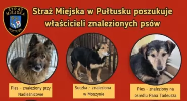 Czy rozpoznajesz te psy? Straż Miejska w Pułtusku szuka właścicieli znalezionych zwierzaków 