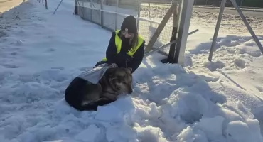   Niewidomy pies na trasie S7. Został  zabezpieczony dzięki współpracy policji i świadka
