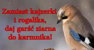 DOKARMIASZ PTAKI PIECZYWEM? TO BŁĄD!