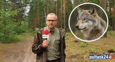 Wilcze watahy w regionie...  Ekspert wyjaśnia!