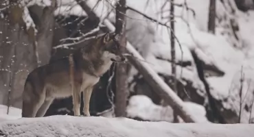Co w lesie piszczy? - Gdy mróz ścina las 