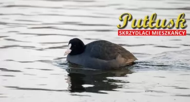 Ptasi challenge: skrzydlaci mieszkańcy Pułtusk i okolic. 06 - łyska