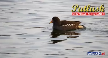 Ptasi challenge: skrzydlaci mieszkańcy Pułtusk i okolic. 07 - kokoszka wodna