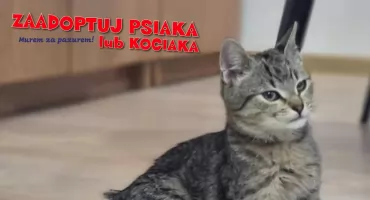 MUREM ZA PAZUREM! Zaadoptuj psiaka lub kociaka!