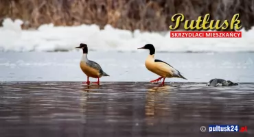 Ptasi challenge: skrzydlaci mieszkańcy Pułtusk i okolic. 08 - tracz nurogęś