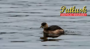 Ptasi challenge: skrzydlaci mieszkańcy Pułtusk i okolic. 09 - perkozek