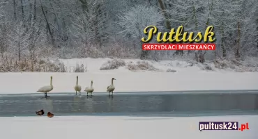 Ptasi challenge: skrzydlaci mieszkańcy Pułtusk i okolic. 10 - łabędź krzykliwy