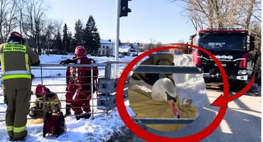 Kolejna bohaterska akcja na Narwi! Pułtuscy strażacy uratowali uwięzionego łabędzia