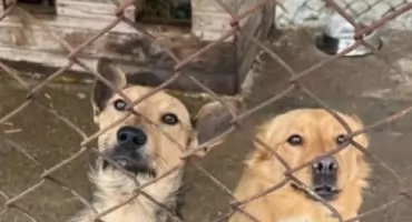 Kierowniczka schroniska dla zwierząt w Pawłowie złożyła dymisję. To tu trafiają Psy z Pułtuska