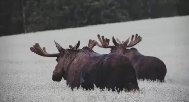 Uratowano łosia uwięzionego w matach