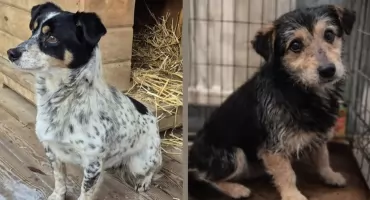 Hej Pułtusk! Kto zaadoptuje takie fajne pieski?