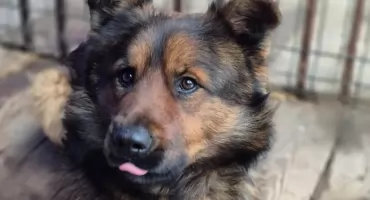 Straż Miejska w Pułtusku poszukuje właściciela psa znalezionego w Chmielewie. Piesek ma charakterystyczną obrożę