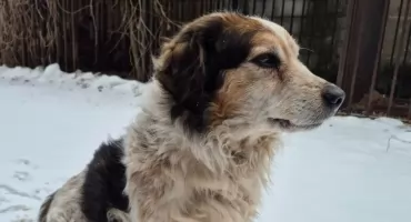 PILNE: Czy rozpoznajesz tego psa? Znaleziony na Skarpie