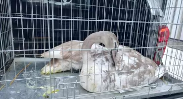 Pułtuskie łabędzie w stolicy!