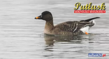 Ptasi challenge: skrzydlaci mieszkańcy Pułtusk i okolic. 11 - Gęś zbożowa