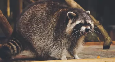 Szop pracz to nie „słodziak” z reklamy tylko poważne zagrożenie dla przyrody