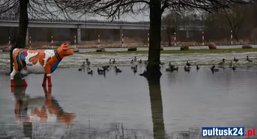 Kaczki testują nowy aquapark na przystani
