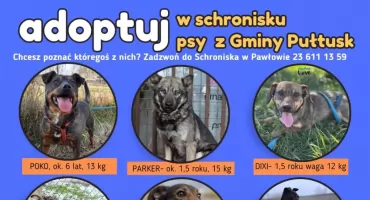 Pułtuskie czworonogi czekają na drugą szansę