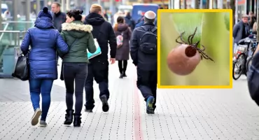 Kleszcze po mroźnej zimie. Eksperci ostrzegają przed wzrostem zachorowań!