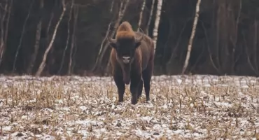 Co w lesie piszczy? … a co zaskakuje sprawnością pomimo dużej wagi? 