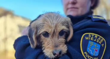 Na Tysiąclecia znaleziono suczkę