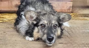 Tosia uniknęła schroniska!  