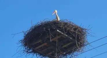 Już jest! Pierwszy bocian na Popławach